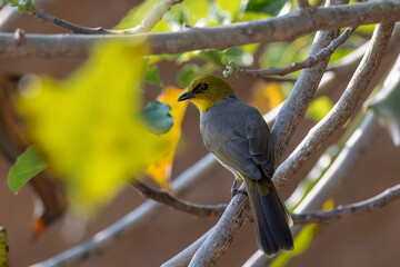 Yellow-throated bulbul (Pycnonotus xantholaemus) an endemic specie of southern India, observed in Hampi, Karnataka