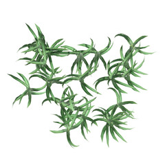 wild field grass, top view, isolated on a transparent background, 3D illustration, cg render