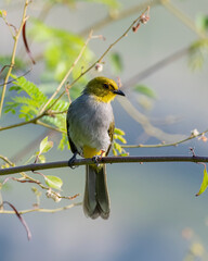 Yellow-throated bulbul (Pycnonotus xantholaemus) an endemic specie of southern India, observed in Hampi, Karnataka