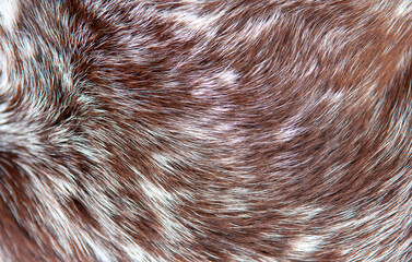 Beautiful spotted fur close-up. Texture of brown animal wool. Dog fur.