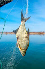 Fishing on the river, the fisherman caught the fish with nets. Poachers catch prey. Commercial fishing.