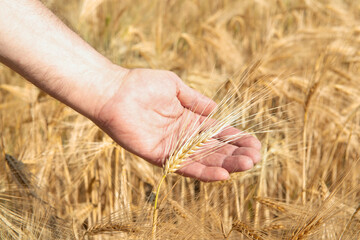 Man holding in his hand ripe golden spikelets of wheat. Cereals grows in field. Grain crops. Important food grains