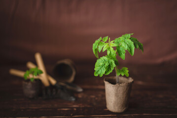 Planting tomato seedlings in peat pots at home. Garden tools. Growing domestic herbs and vegetables.