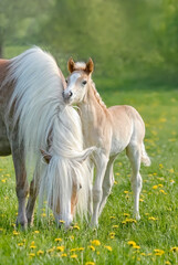 Cute little Haflinger horse foal standing beside its mother, nibbling at her mane, on a green grass meadow in spring
