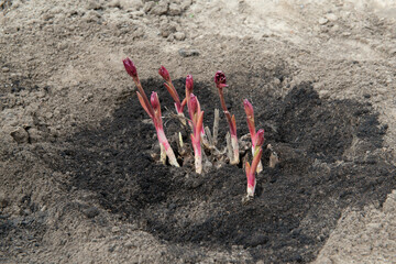 Transplanting peony rhizomes in prepared soil enriched with humus in early spring using garden...