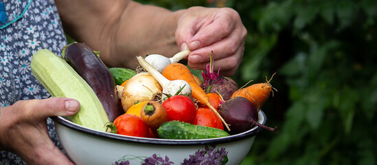 A female farmer holds vegetables in her hands. Selective focus.