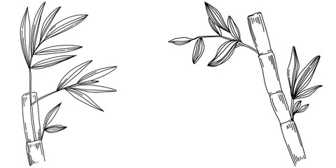 Bamboo plant by hand drawing sketch. Floral tattoo highly detailed in line art style. Black and white clip art isolated on white background. Antique vintage engraving illustration.