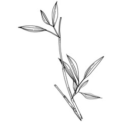 Bamboo plant by hand drawing sketch. Floral tattoo highly detailed in line art style. Black and white clip art isolated on white background. Antique vintage engraving illustration.