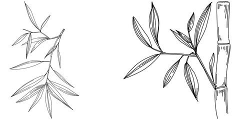 Bamboo plant by hand drawing sketch. Floral tattoo highly detailed in line art style. Black and white clip art isolated on white background. Antique vintage engraving illustration.