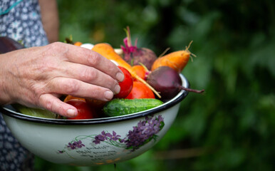 A female farmer holds vegetables in her hands. Selective focus.