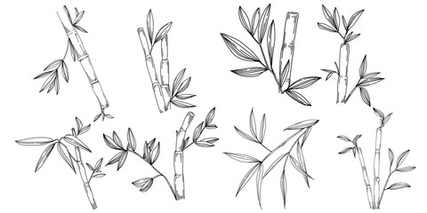 Bamboo plant by hand drawing sketch. Floral tattoo highly detailed in line art style. Black and white clip art isolated on white background. Antique vintage engraving illustration.