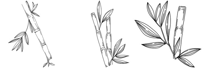 Bamboo plant by hand drawing sketch. Floral tattoo highly detailed in line art style. Black and white clip art isolated on white background. Antique vintage engraving illustration.