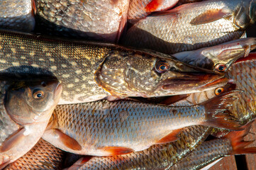 Lots of different fish caught in the boat. Fishing on the river in a boat, a big catch of fishermen. Fishing with spinning and nets, a male hobby. Commercial fishing.