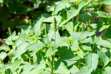 Chia grawing in garden - plant of Lamiaceae family, species of genus Sage - traditionally eaten by residents of some Latin American countries.