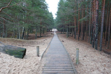 path in the woods