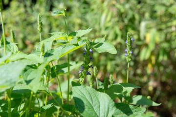 Chia grawing in garden - plant of Lamiaceae family, species of genus Sage - traditionally eaten by residents of some Latin American countries.