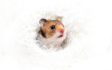 hamster peeking out of hole