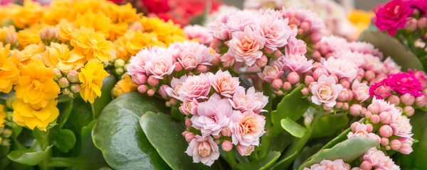 Kalanchoe plant with pink flowers, Kalanchoe blossfeldiana, top view banner