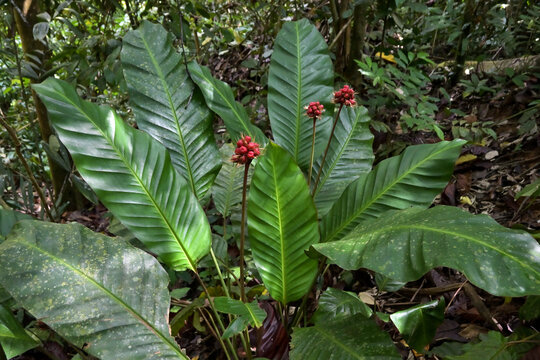 Phrynium is a plant genus native to China, India, Southeast Asia, New Guinea and Melanesia. 