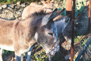 Portrait of a Donkey on a farm, a herd drove group of beautiful adult and baby Donkeys pasturing and eating hay in a countryside of Corfu island, Kerkyra, Greece, Ionian sea, in a summer sunny day