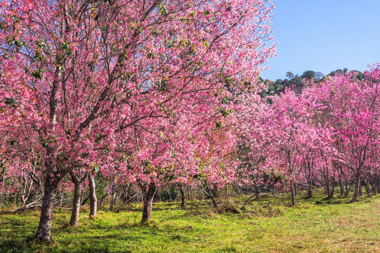 Branch wild Himalayan cherry flower blossom at phu lom lo mountain Thailand