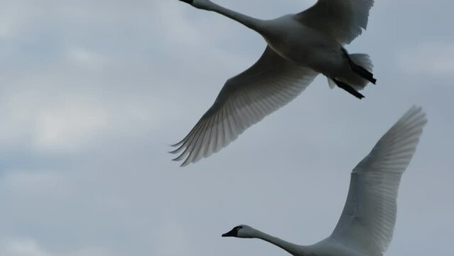 Tundra Swans in flight