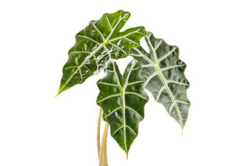 Three Leaves of Alocasia African Mask Plant