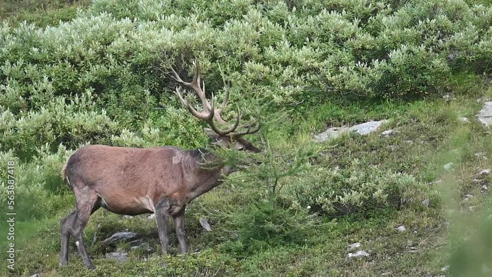 Wall mural marking the territory, red deer male in the mountains (cervus elaphus)