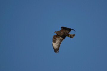 Buzzard in flight