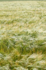Gerstenfeld (Hordeum vulgare),Deutschland