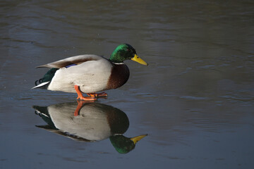 Male Mallard on on Ice
