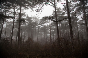 Fototapeta na wymiar misty autumn forest
