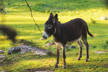 Portrait of a Donkey on a farm, a herd drove group of beautiful adult and baby Donkeys pasturing and eating hay in a countryside of Corfu island, Kerkyra, Greece, Ionian sea, in a summer sunny day