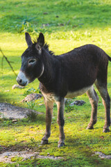 Portrait of a Donkey on a farm, a herd drove group of beautiful adult and baby Donkeys pasturing and eating hay in a countryside of Corfu island, Kerkyra, Greece, Ionian sea, in a summer sunny day