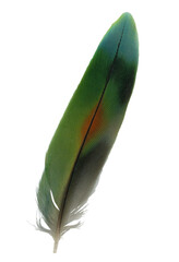 A tail feather of a lovebird cut out on a transparent background