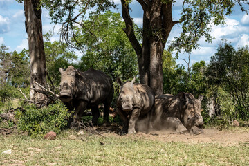 Two white rhinos are standing, and another white rhino is lying down under the shade of a huge tree.