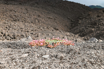 plante et fleures volcanique sur l'Etna