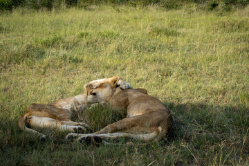 Two lionesses are sleeping together in a shady patch of grass in the bush.