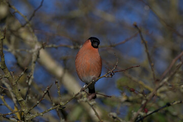 Male bullfinch