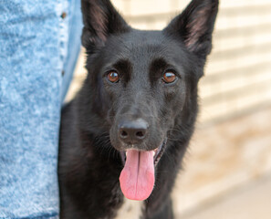 black young dog close up