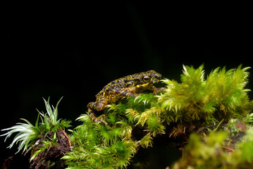 frog on the grass n forest
