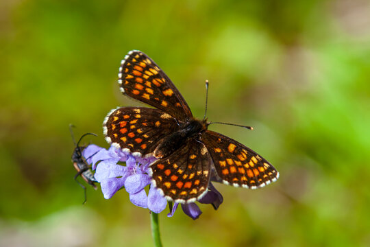 Butterfly Melitaea diamina. Dorsal side. False Heath Fritillary, butterfly from the family of Nymphalidae. european alps, germany, Bavaria