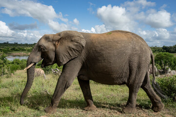 A magnificent African elephant against the background of green bush, a river, and clouds in a blue sky in the Kruger National Park