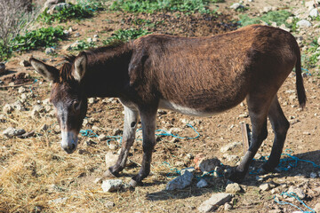 Fototapeta premium Portrait of a Donkey on a farm, a herd drove group of beautiful adult and baby Donkeys pasturing and eating hay in a countryside of Corfu island, Kerkyra, Greece, Ionian sea, in a summer sunny day