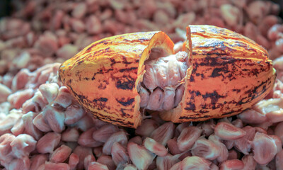 Cut in half ripe cacao pods or yellow cacao fruit Harvest cocoa beans to send to the chocolate...