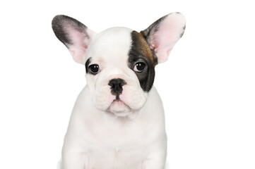 white french bulldog puppy portrait on white background