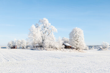 Wintry farm landscape in a frosty morning 