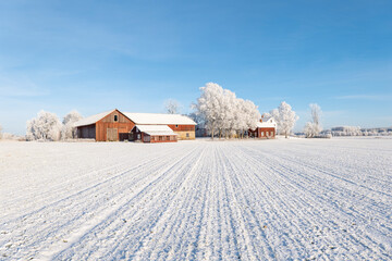 Wintry farm landscape in a frosty morning  - 563890810