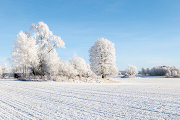 Wintry farm landscape in a frosty morning  - 563890890