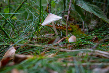 Trujący biały grzyb © Michał.S-FOTO